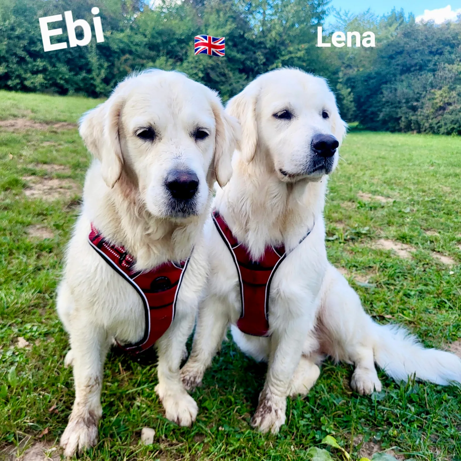 Ebi und Lena, Golden Retriever