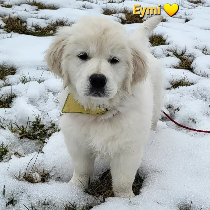 Welpe Eymi im Schnee