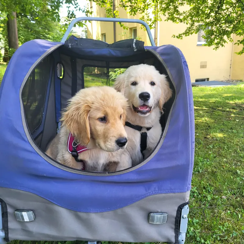 Zwei Hunde im Fahrradanhänger