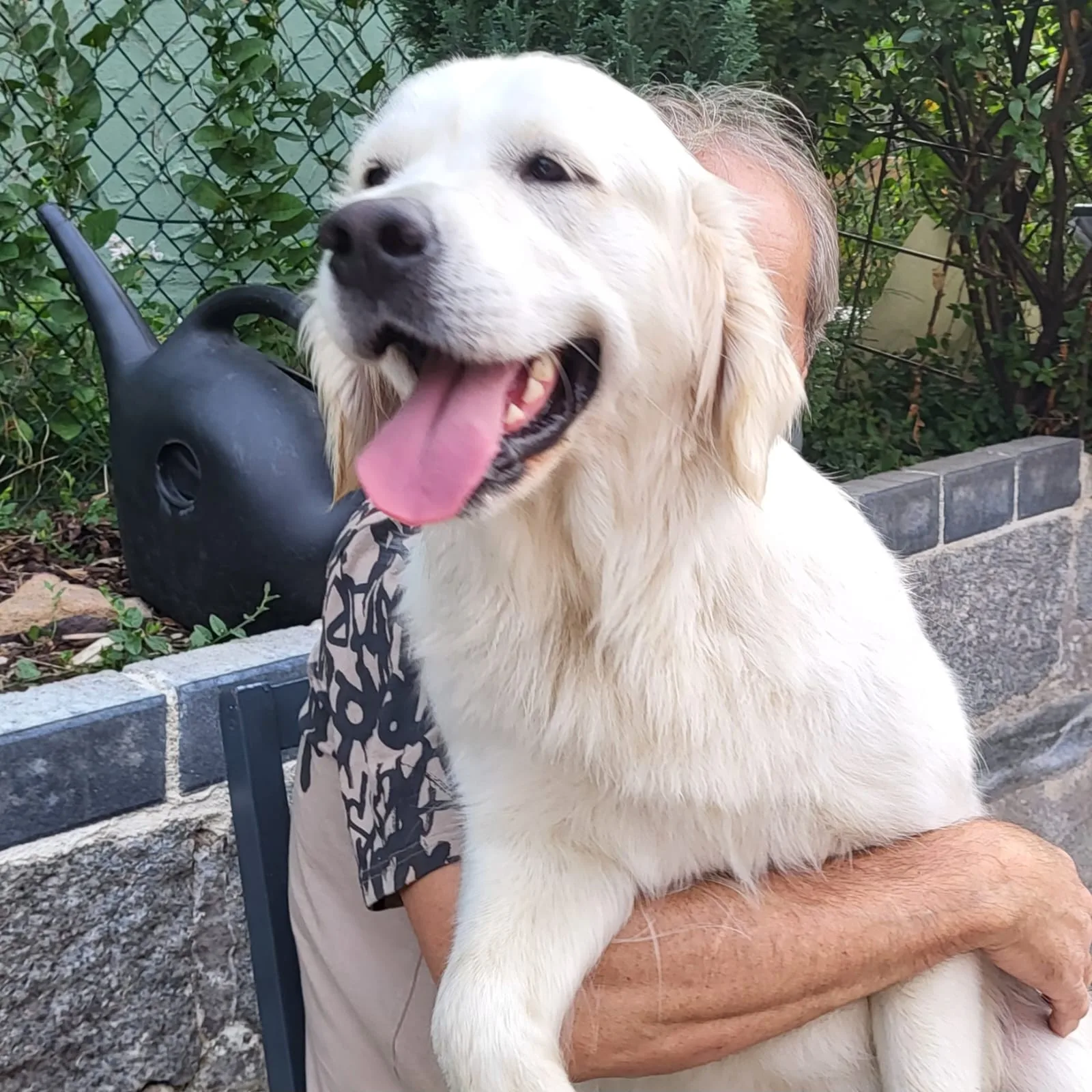 Golden Retriever wird umarmt