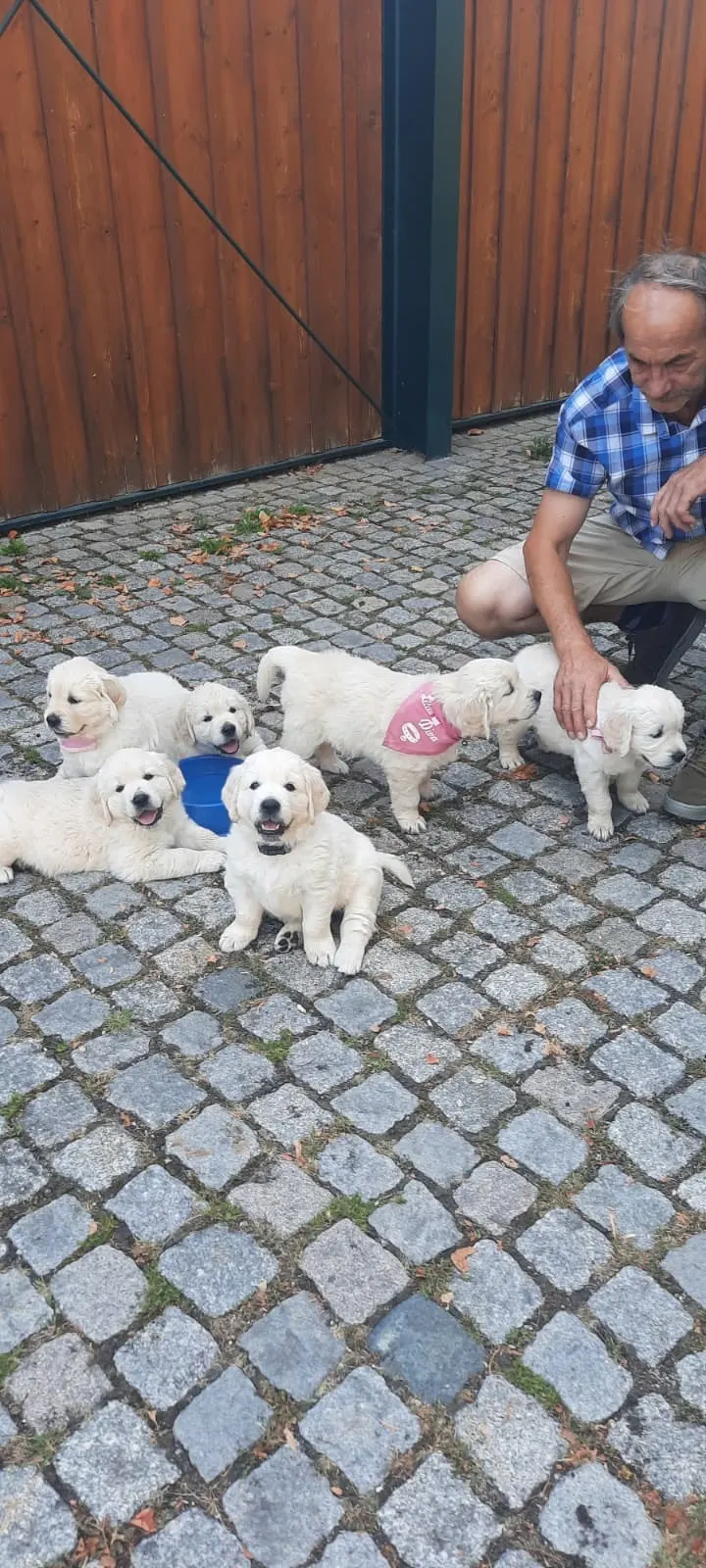 Welpen im Hof