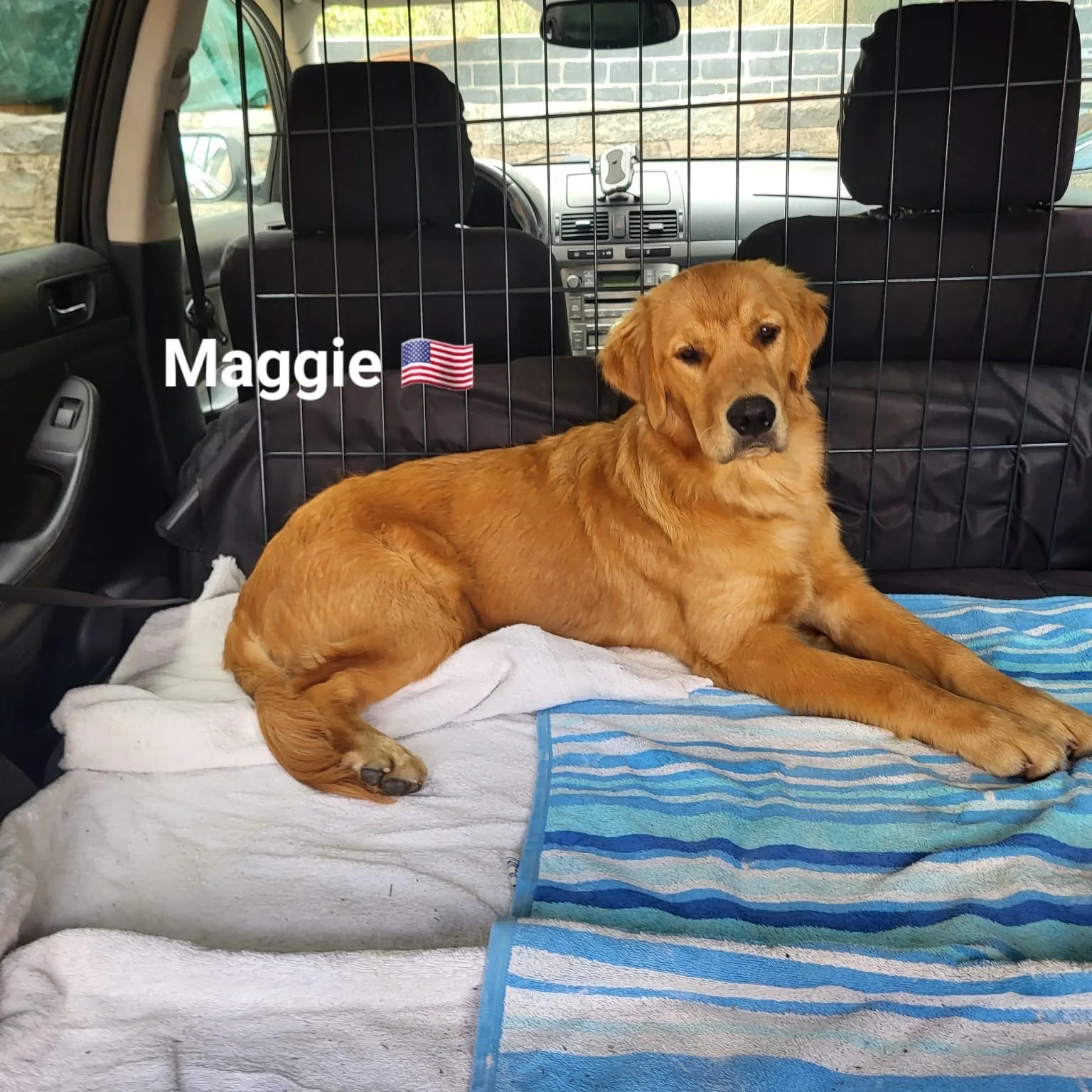 Maggie, Golden Retriever