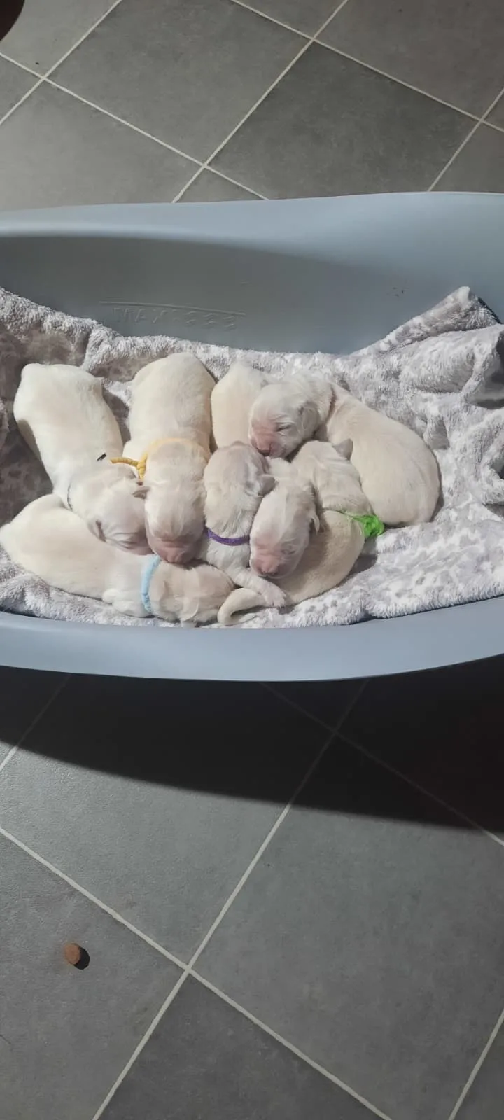 Neugeborene Welpen bei der Mutter