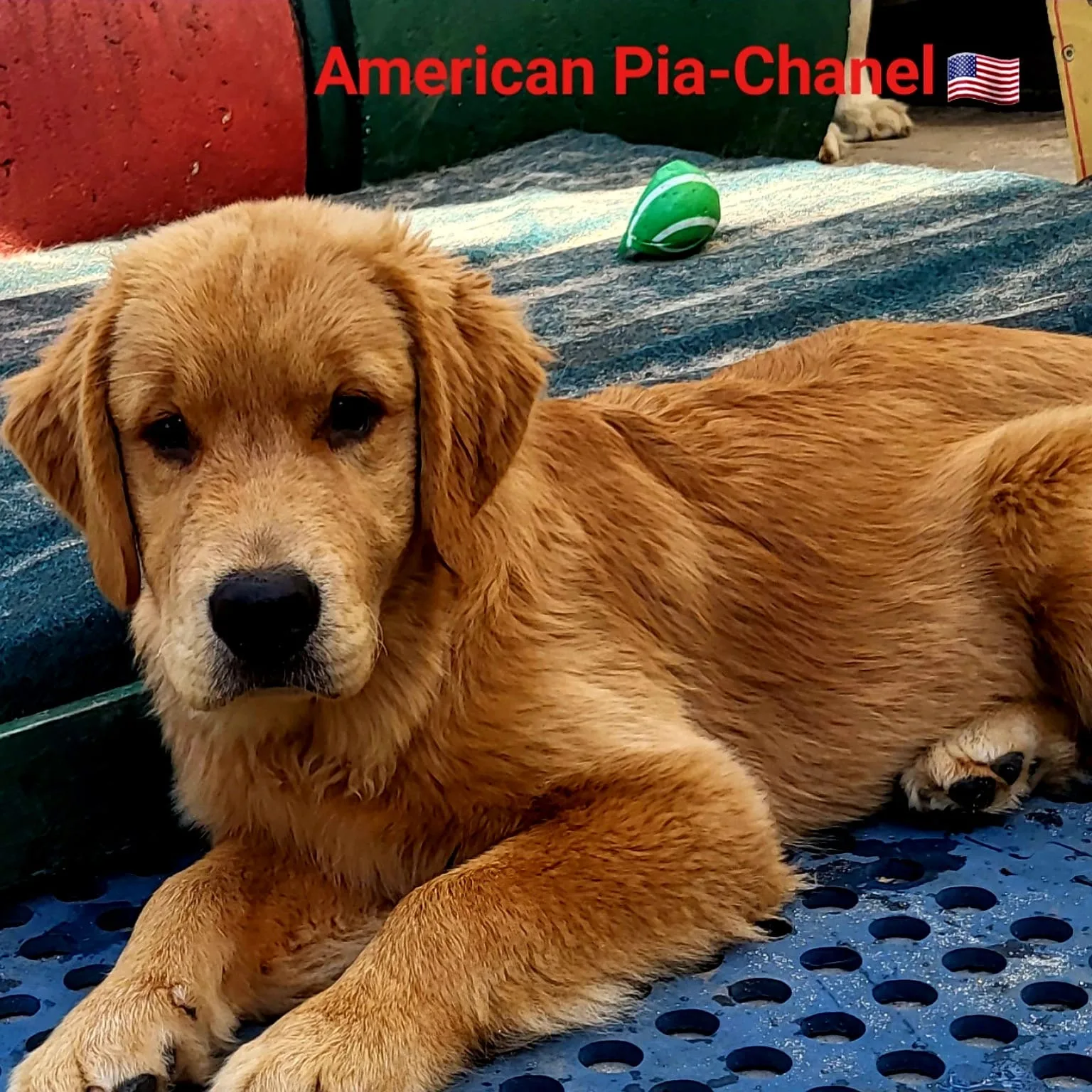 Pia-Chanel, Golden Retriever