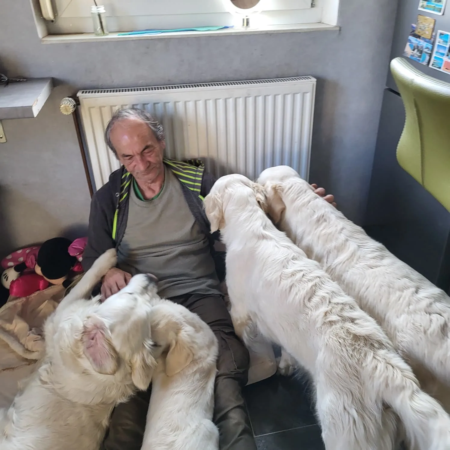 Das Rudel zu Hause im Wohnzimmer