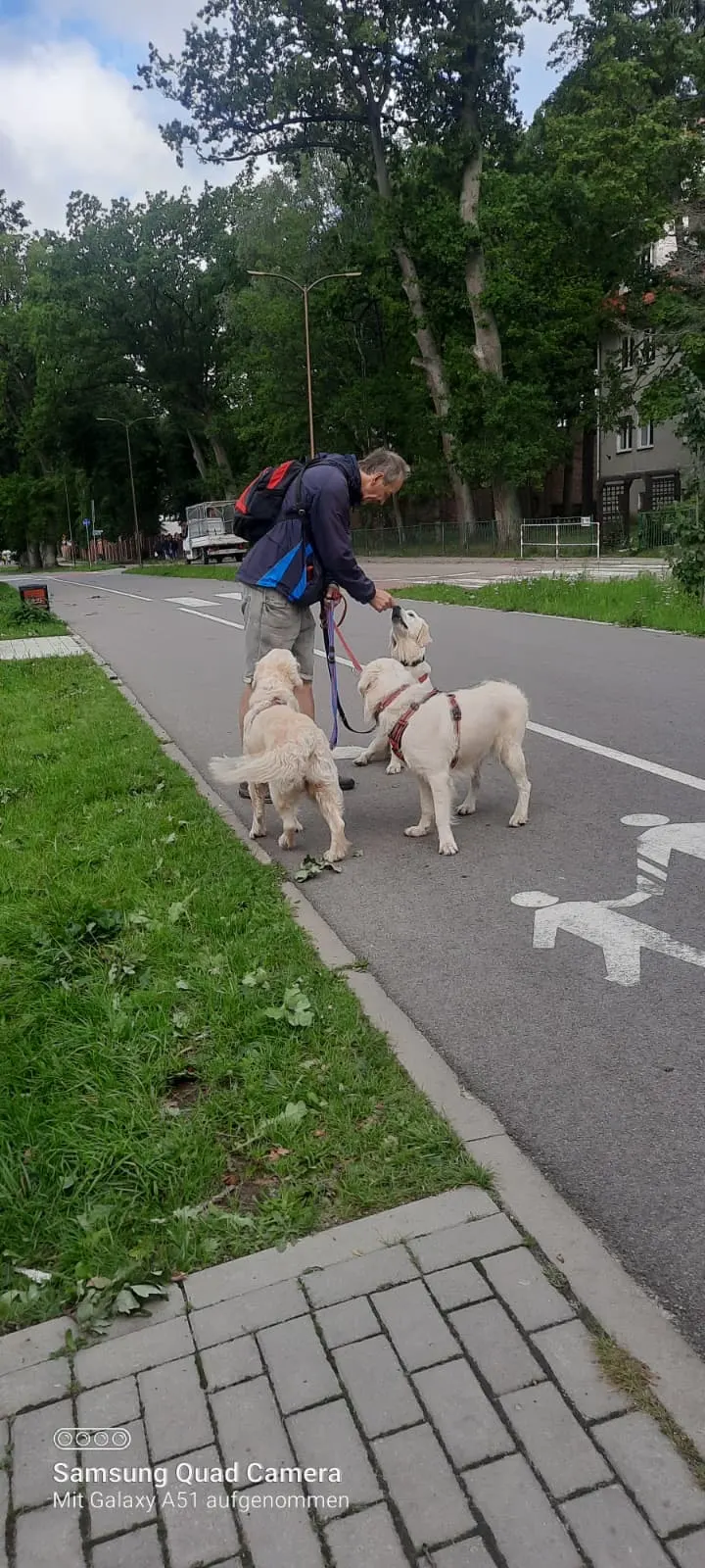 Spaziergang mit den Hunden