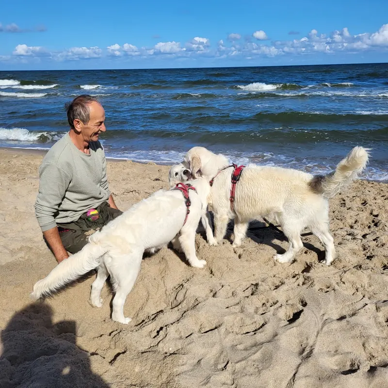 Golden Retriever am Strand