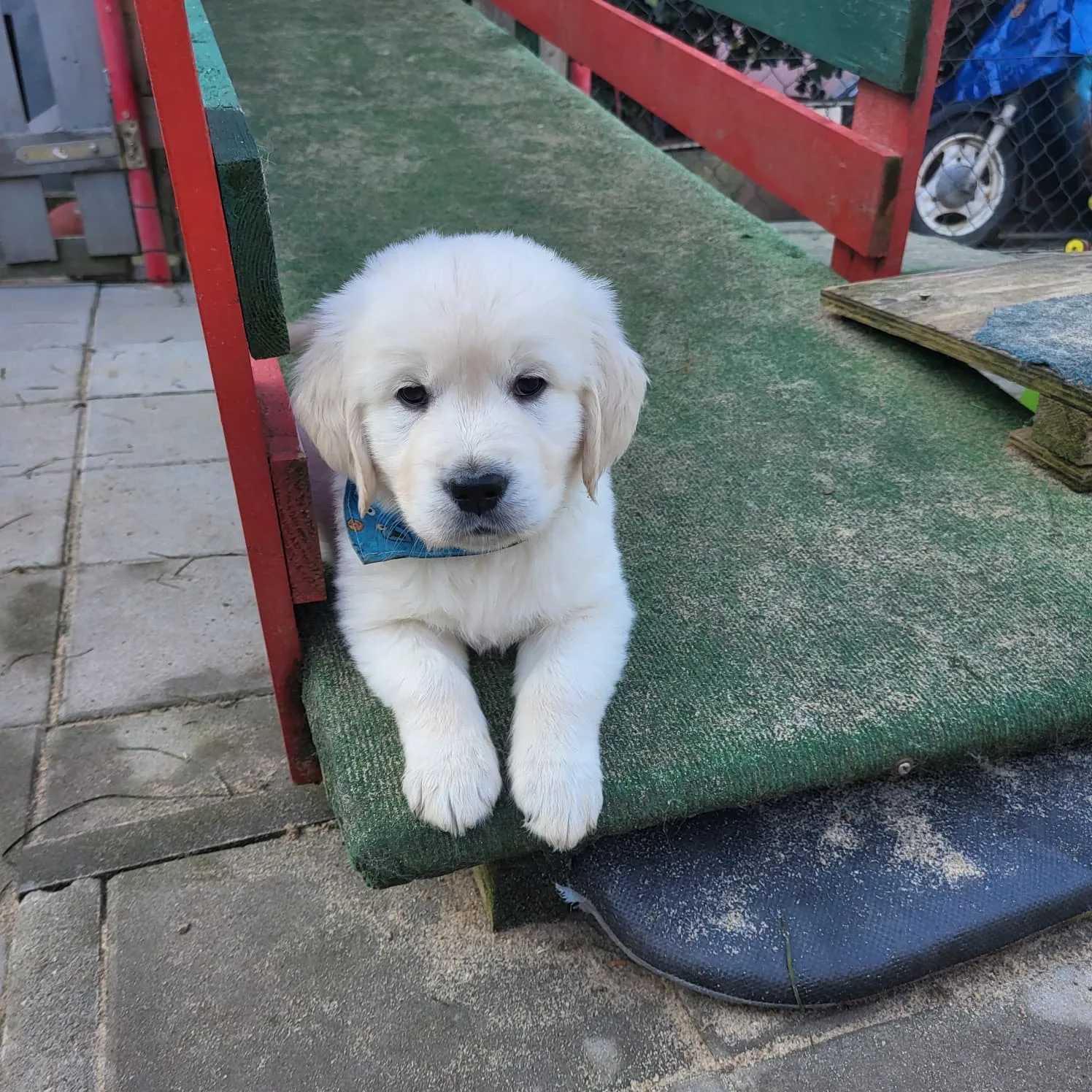 Golden-Retriever-Welpe mit Halstuch