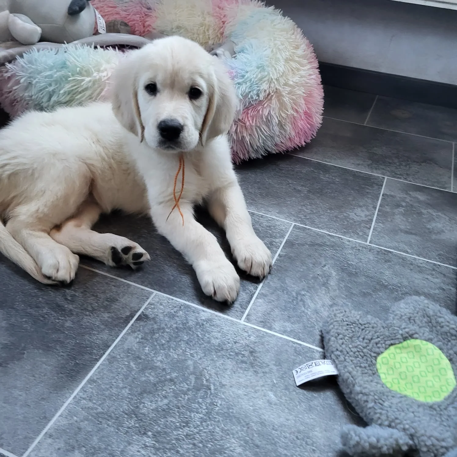 Golden-Retriever-Welpe in der Welpenstube