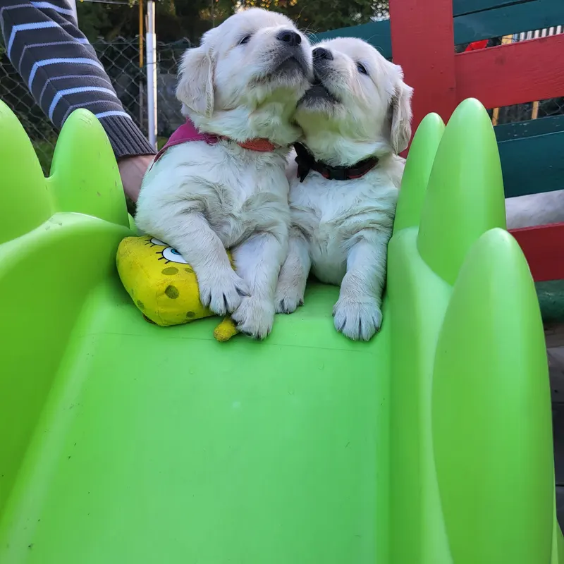 Zwei Welpen kuscheln auf der Rutsche
