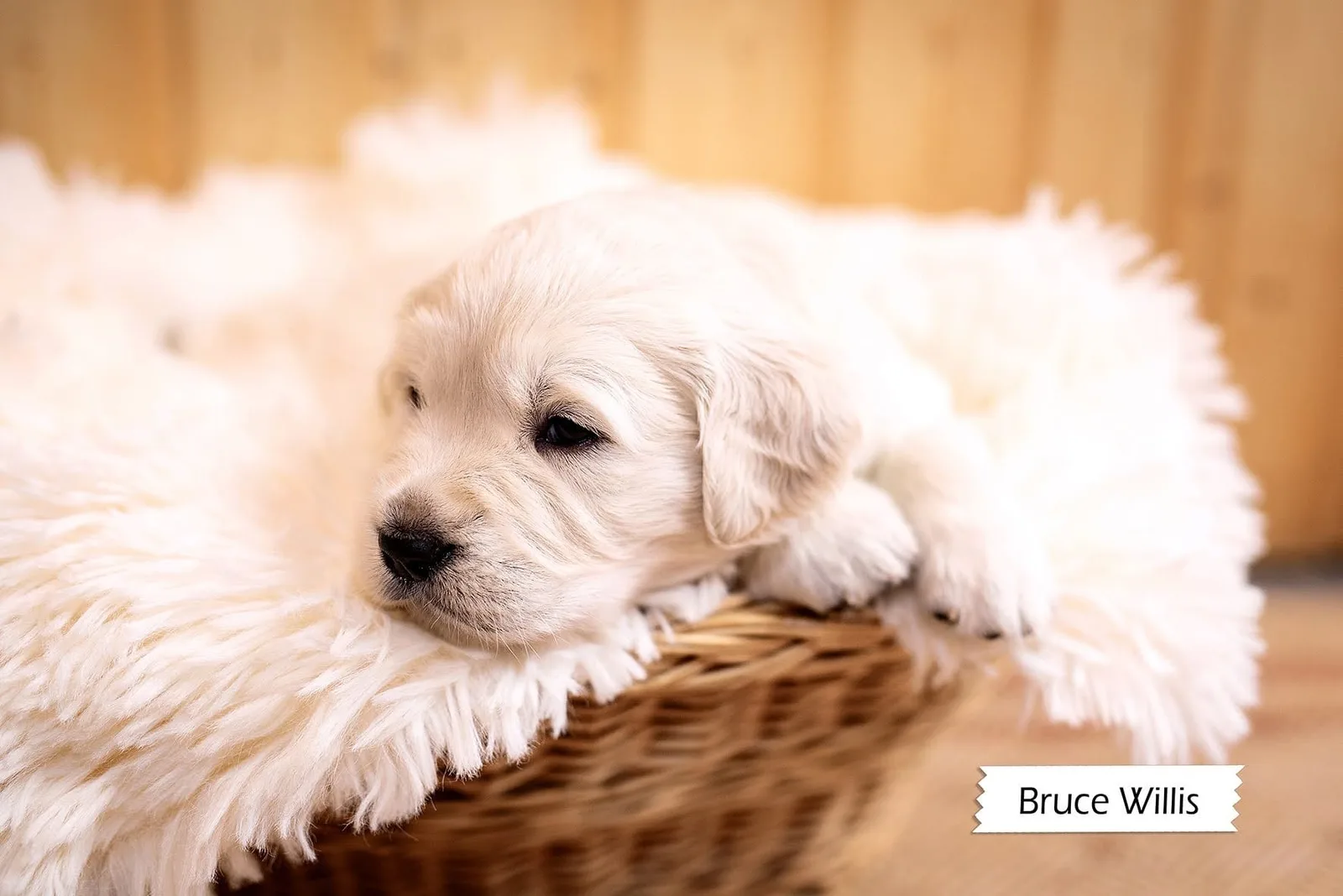 Golden-Retriever-Welpe im Körbchen